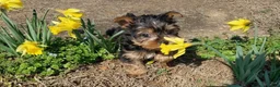 Yorkshire Terrier dogs for sale: Yorkshire Terrier Puppy 2 - Ad 3