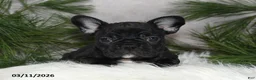 Frenchton dogs for sale: Franci - Ad 3