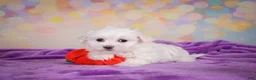 Maltese dogs for sale: Daisey - Ad 3
