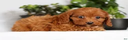 Cavapoo dogs for sale: Missy - Ad 4