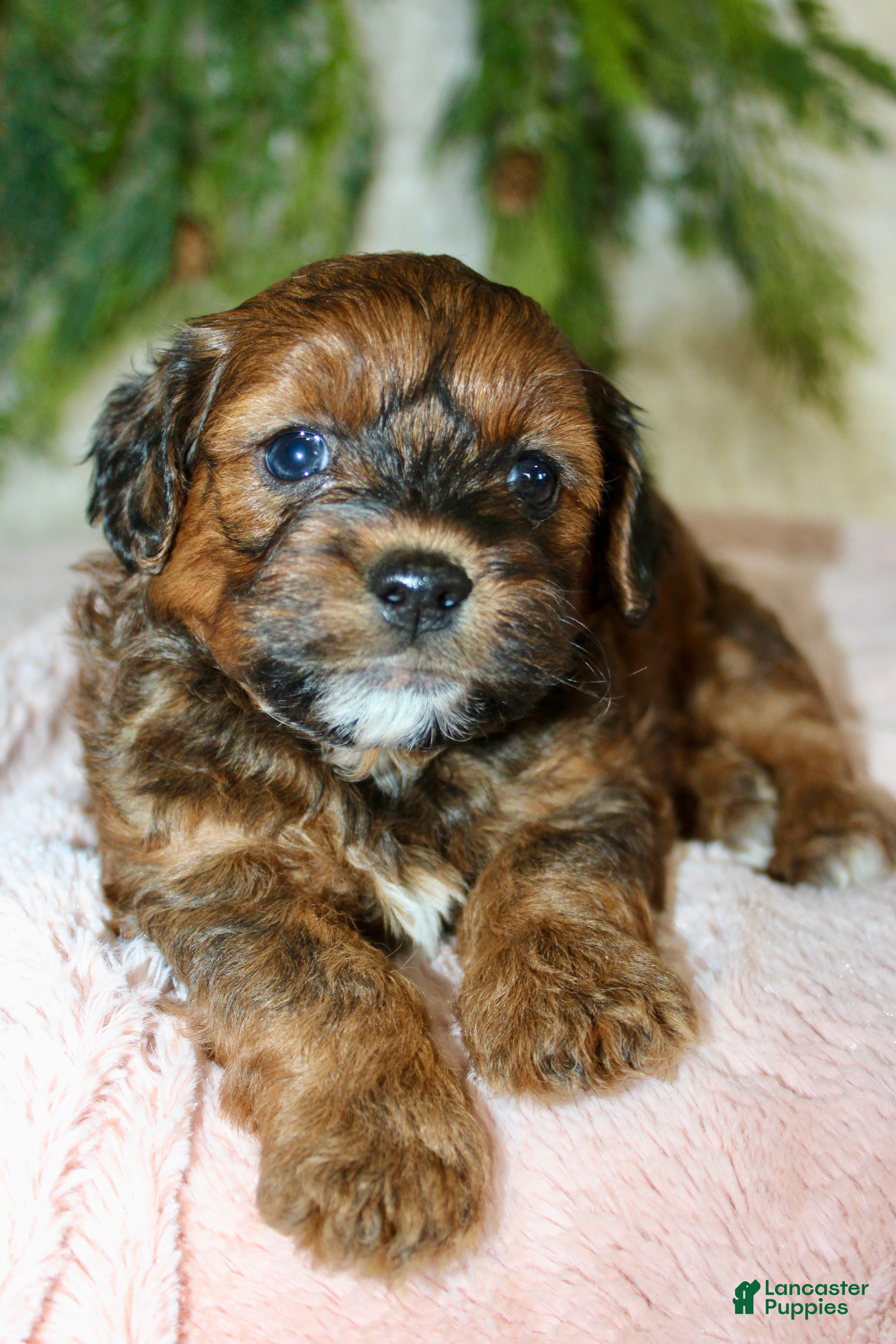 Shihpoo dogs Shihpoo Puppy 4 - Ad 5