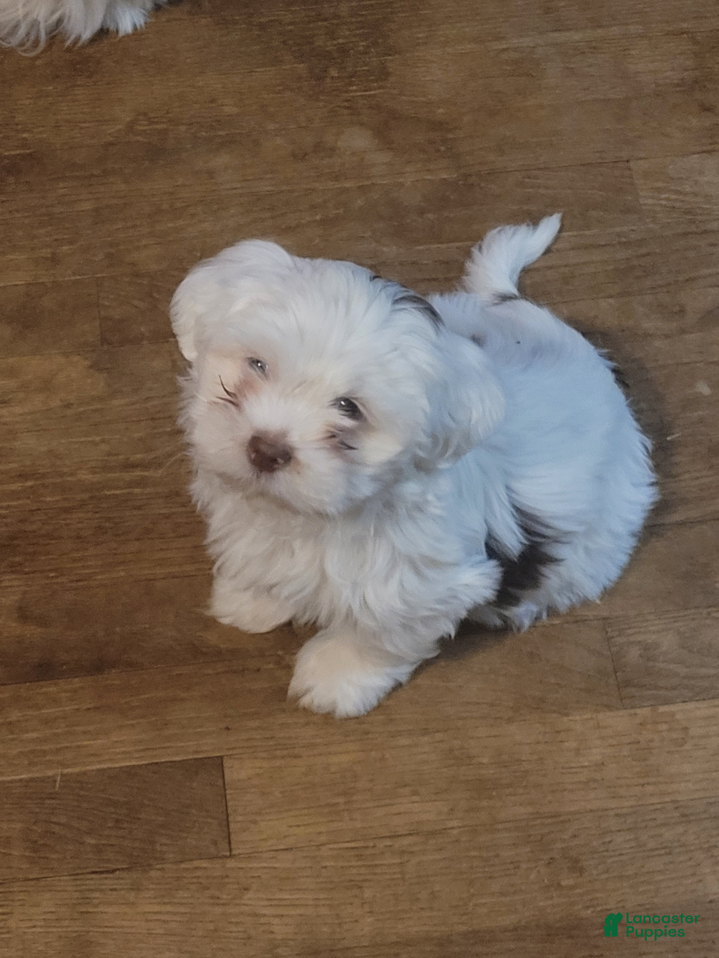 Lhasa Apso dogs Lhasa Apso Puppy 1 - Ad 27