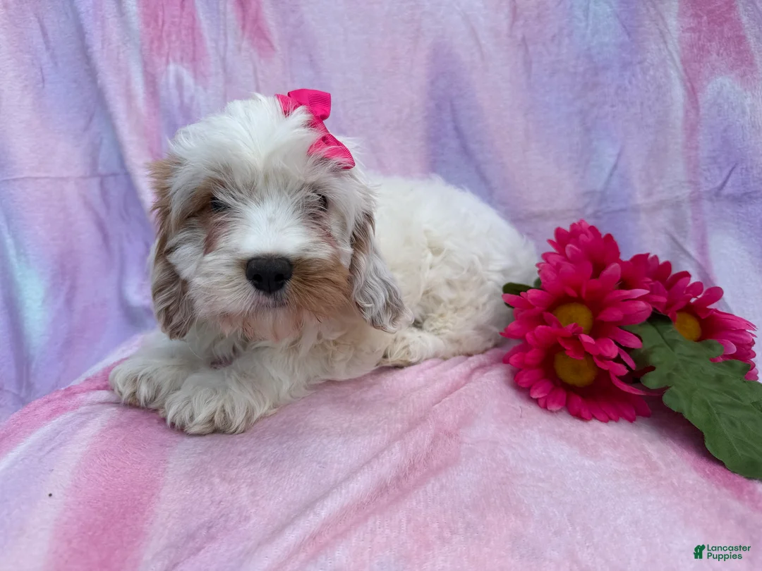 Cavapoo dogs for sale: Flower - Ad 8