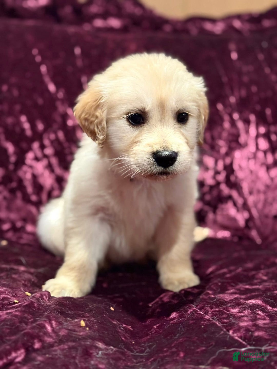 Golden Retriever dogs for sale: Purple - Ad 1