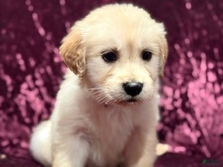 Golden Retriever dogs Purple - Ad 17