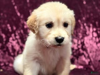 Golden Retriever dogs Purple - Ad 40