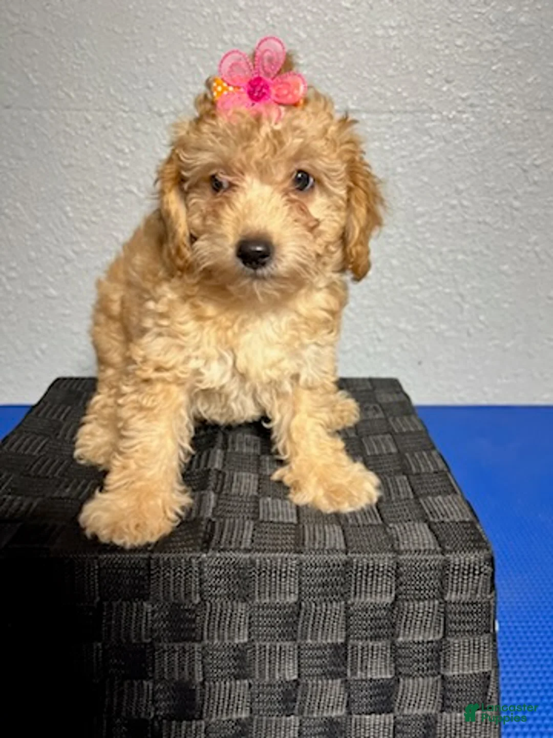 Mini Goldendoodle dogs for sale: Kaia  - Ad 2