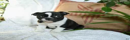 Boston Terrier dogs for sale: Harley - Ad 2