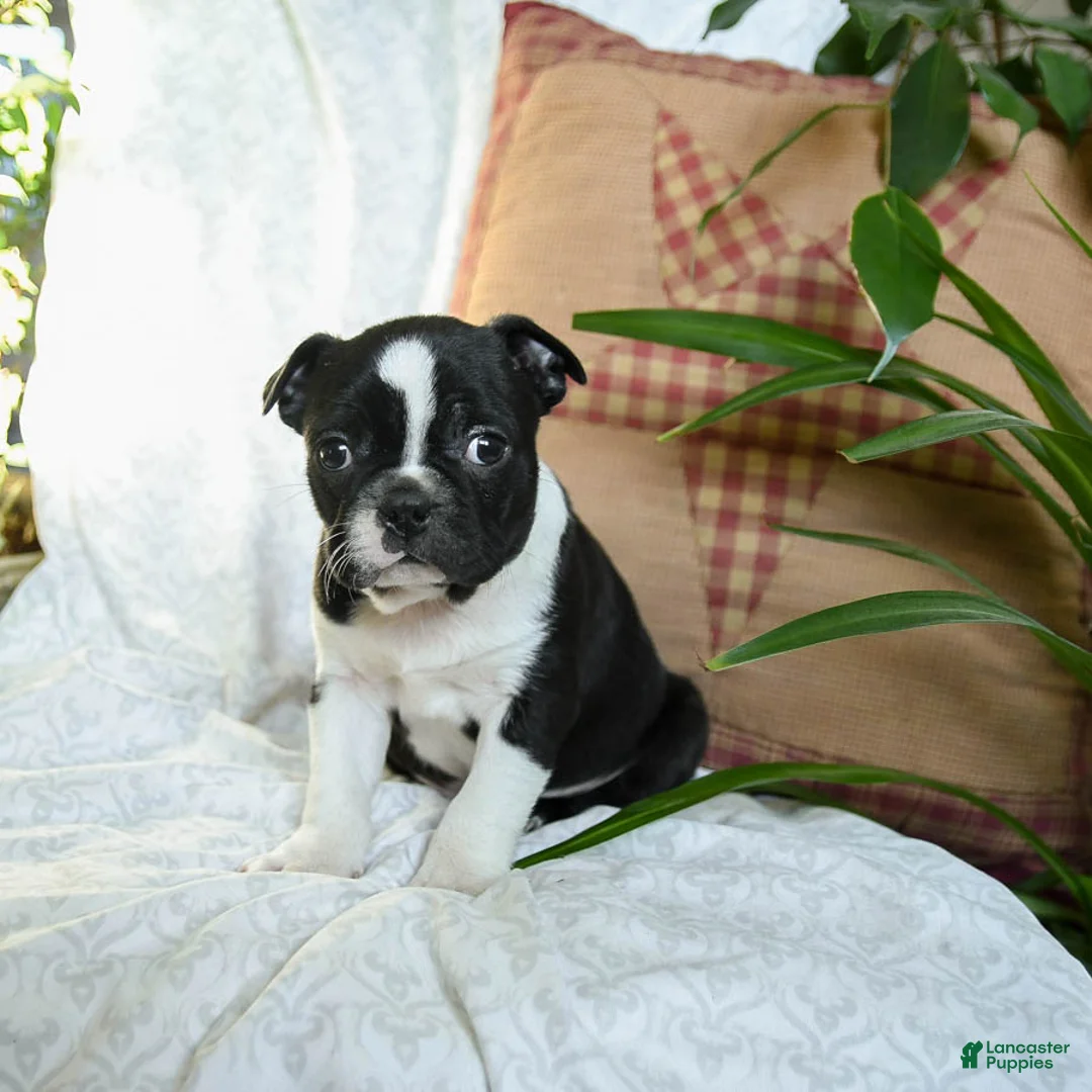 Boston Terrier dogs for sale: Harley - Ad 2