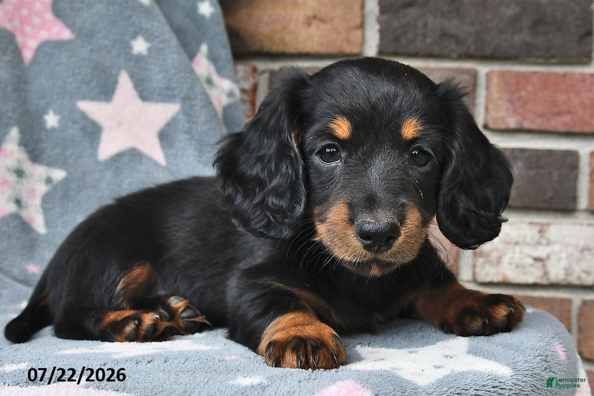 Miniature Dachshund dogs for sale: Flip Flops - Ad 3