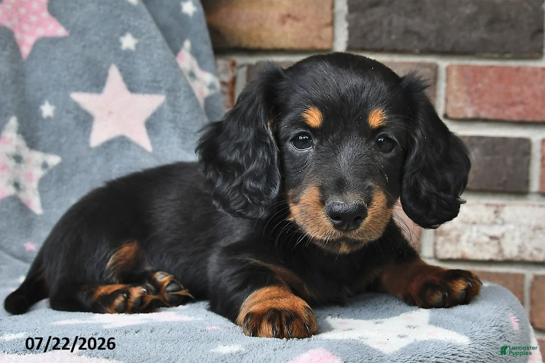 Miniature Dachshund dogs for sale: Flip Flops - Ad 1