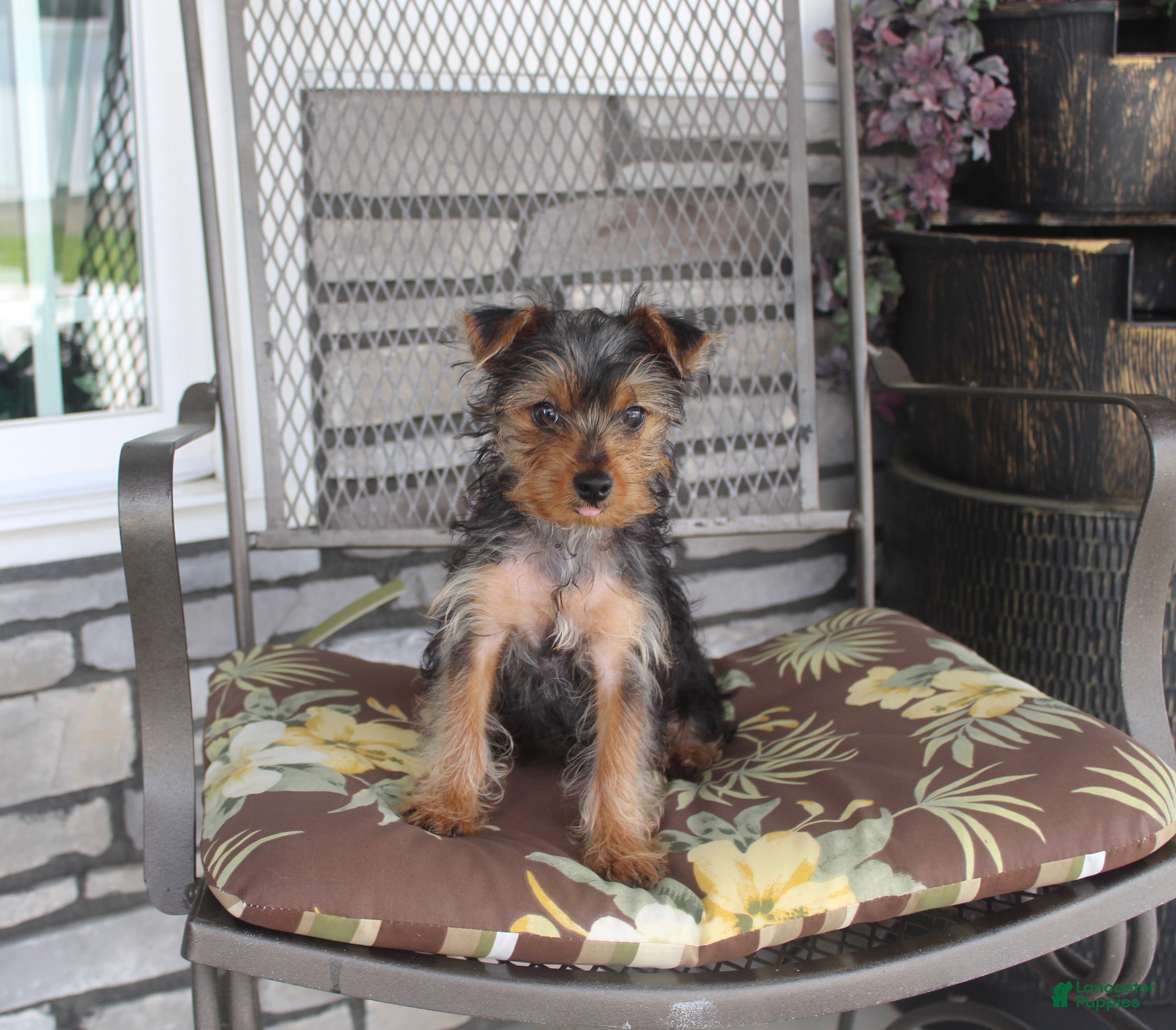 Yorkshire Terrier dogs Pluto - Ad 2
