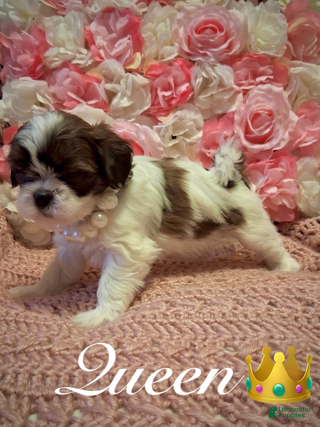 Shih Tzu dogs for sale: Queen - Ad 1