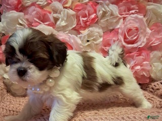 Shih Tzu dogs Queen - Ad 4