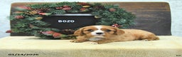 Cavalier King Charles Spaniel dogs for sale: Bozo - Ad 5