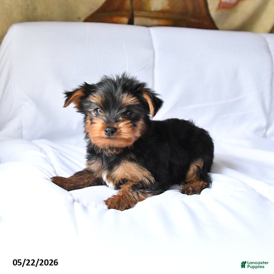 Yorkshire Terrier dogs Mojo - Ad 2