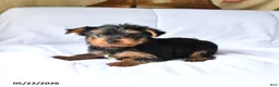 Yorkshire Terrier dogs for sale: Mojo - Ad 2