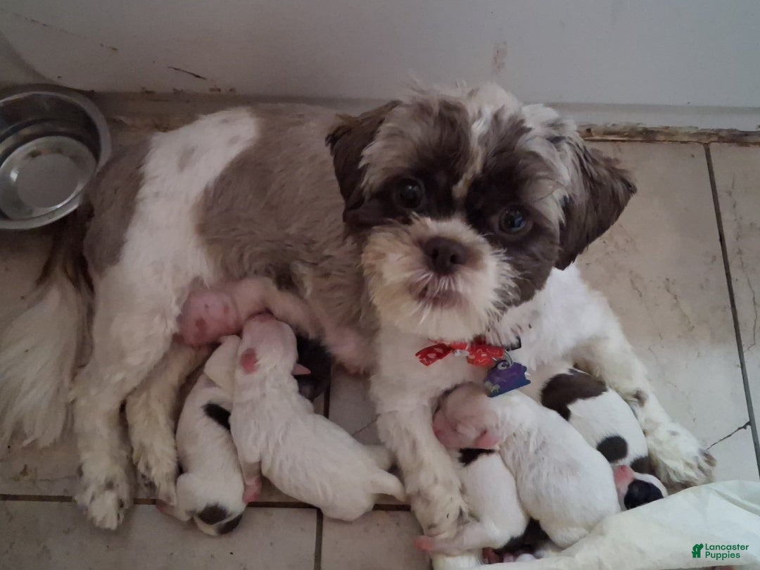Shihpoo dogs Shihpoo 1 - Ad 2