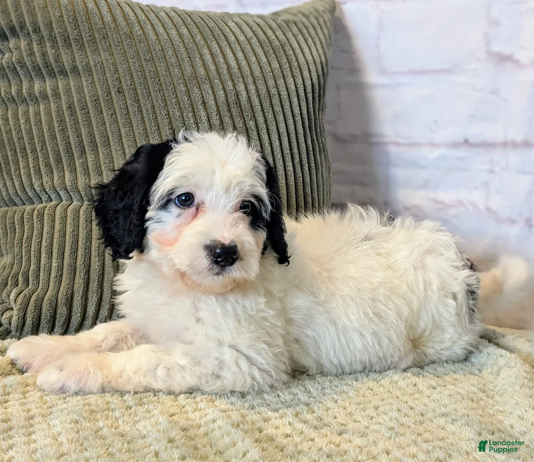 Mixed Breed dogs for sale: RoxAnn  - Ad 4