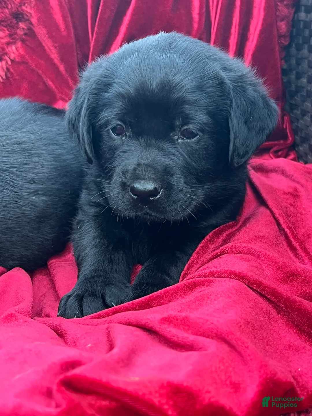 Labrador Retriever dogs for sale: Black Girl 3 - Ad 2