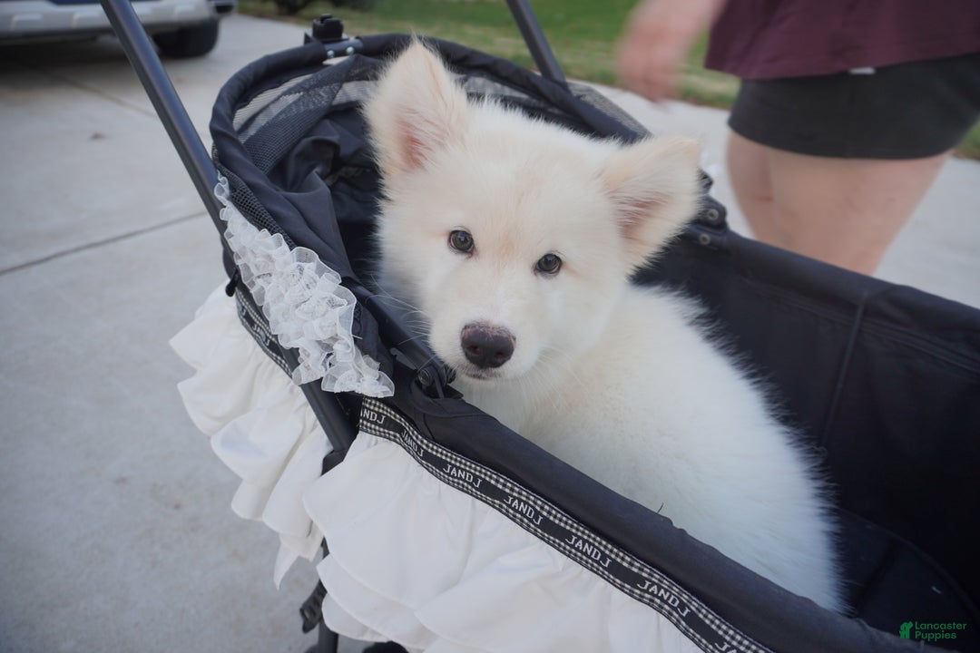 Alaskan Malamute dogs for sale: Xiao Lan - Ad 17