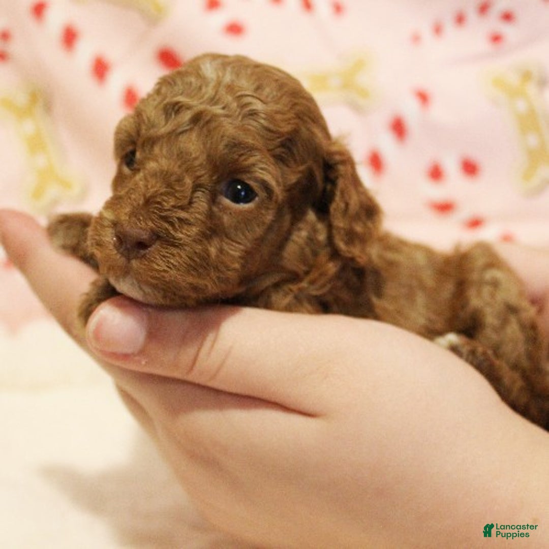 Toy Poodle dogs for sale: Holly - Ad 2