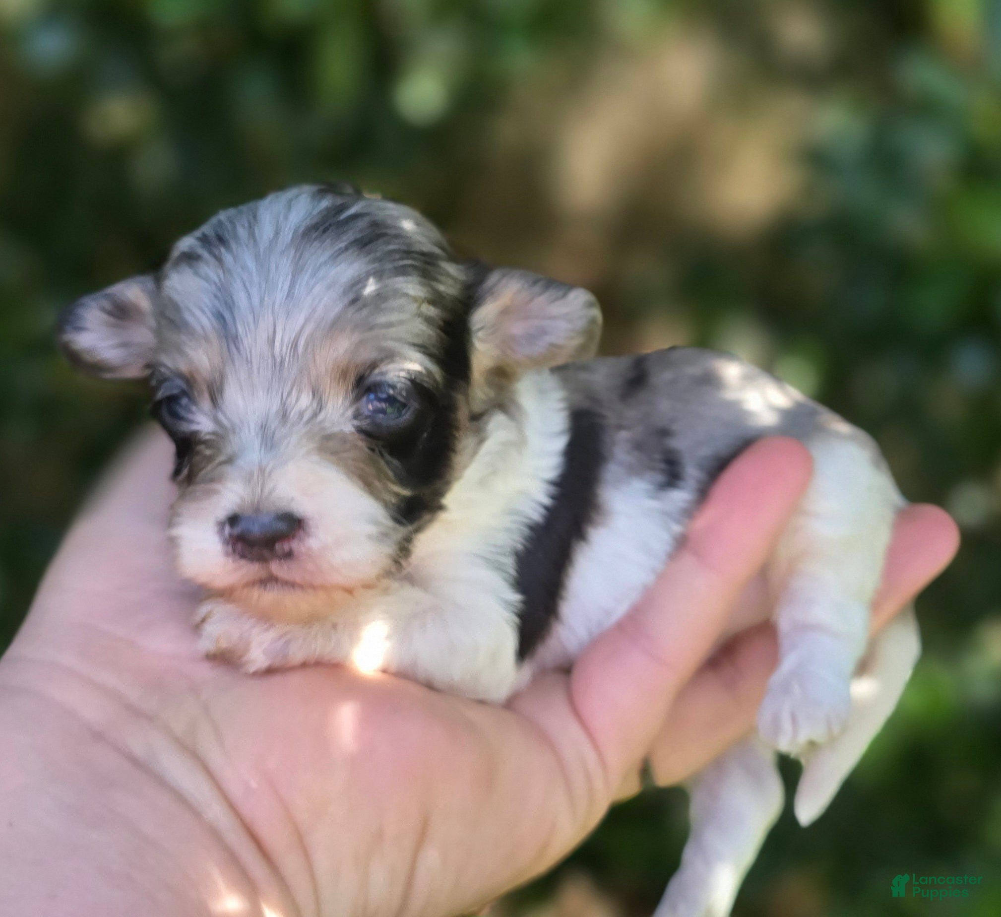 Maltipoo dogs Slate - Ad 34