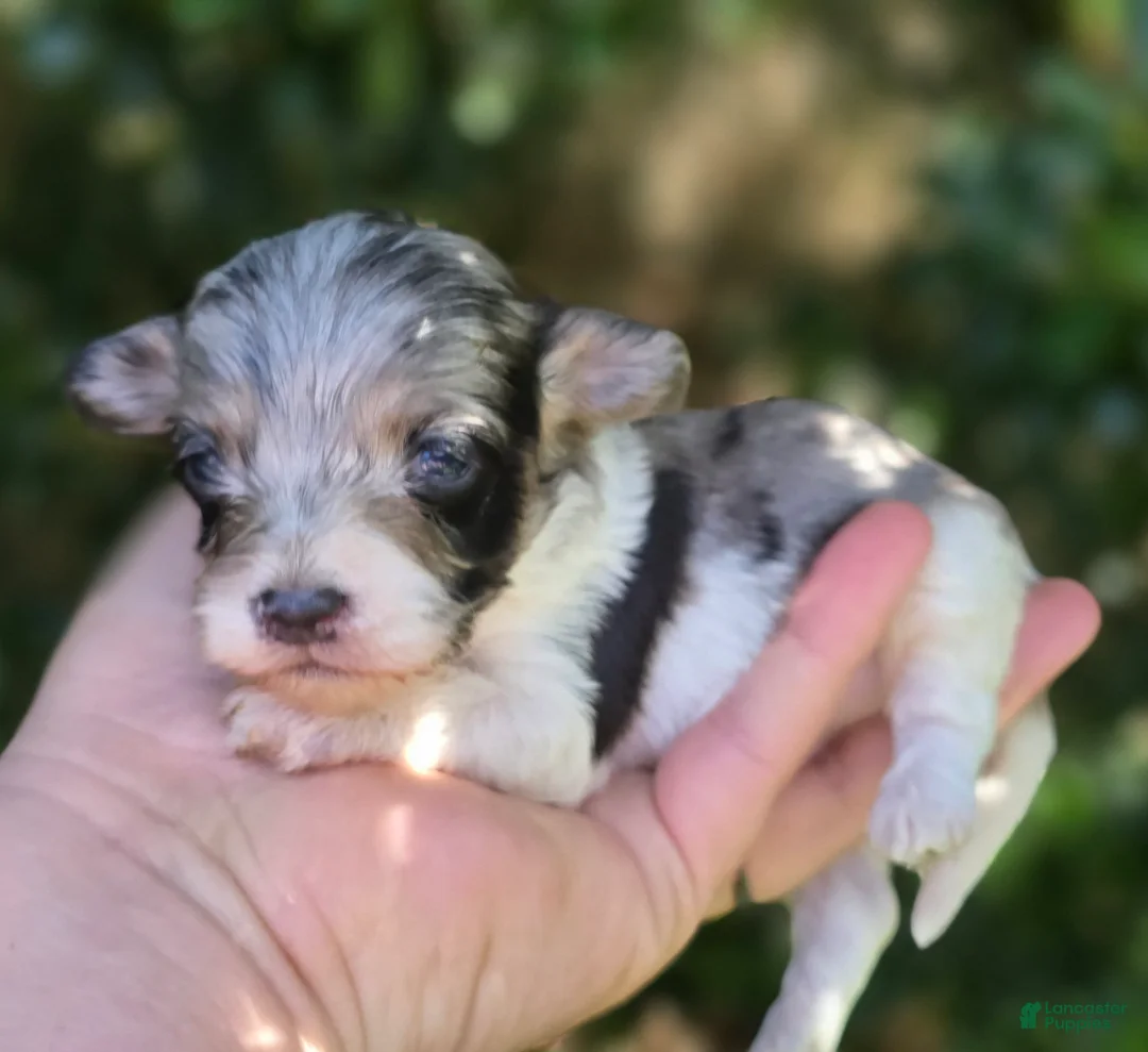 Maltipoo dogs for sale: Kaleo - Ad 31