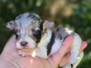 Maltipoo dogs Slate - Ad 34