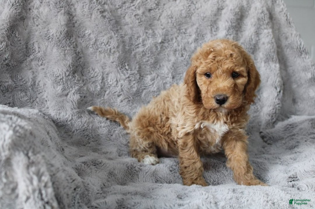 Mixed Breed dogs for sale: CavaPooChon Male - JACK - Ad 4