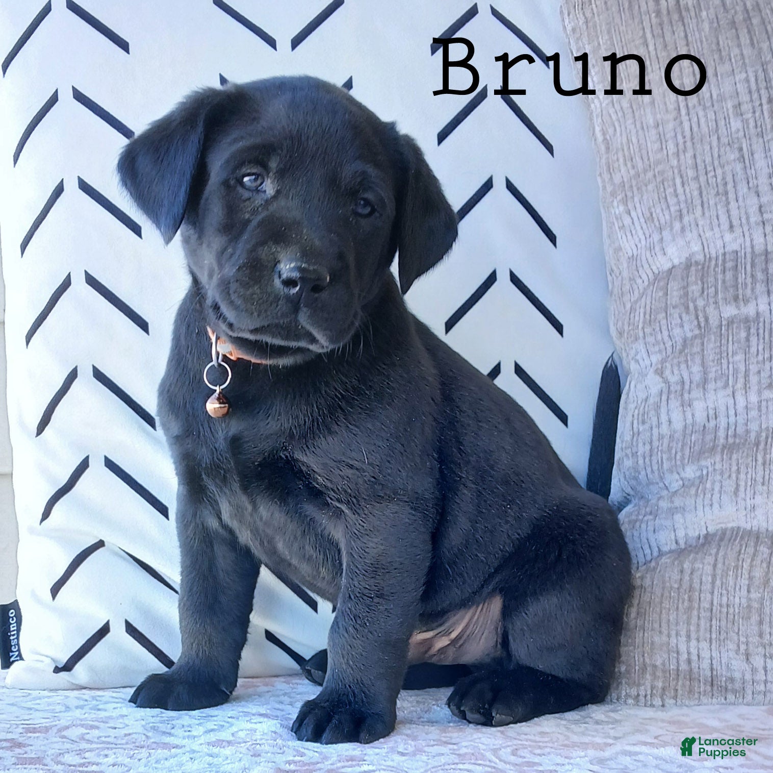 Labrador Retriever dogs BRUNO - Ad 7