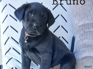 Labrador Retriever dogs BRUNO - Ad 7