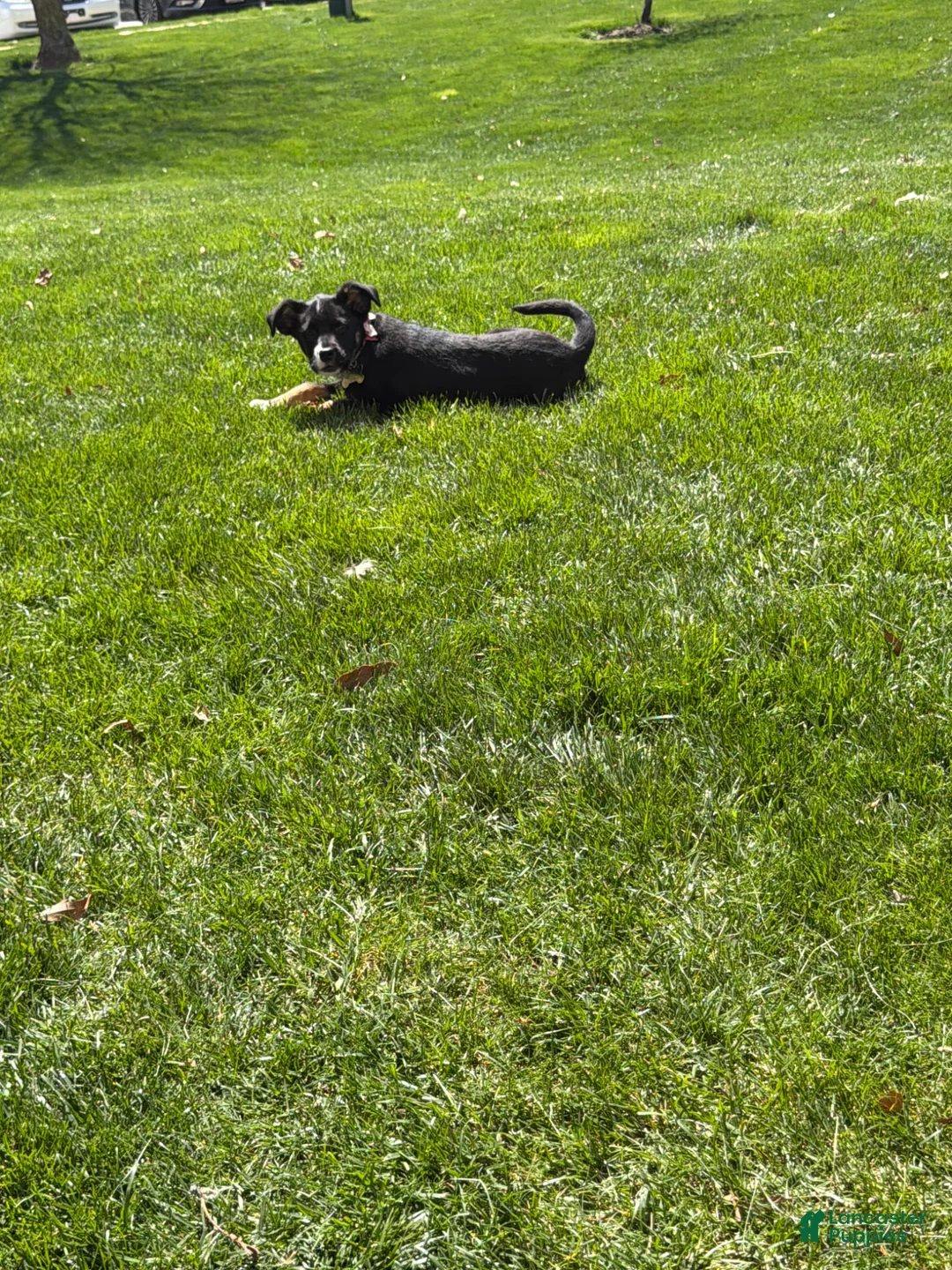 Mixed Breed dogs for sale: Mixed Breed Puppy 1 - Ad 2
