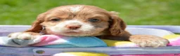 Cockapoo dogs for sale: Cockapoo Charlie - Ad 3