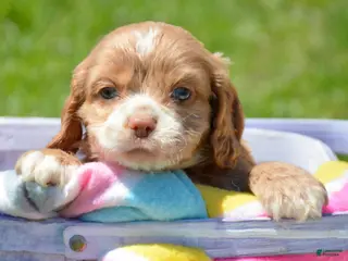 Cockapoo dogs Cockapoo Charlie - Ad 21