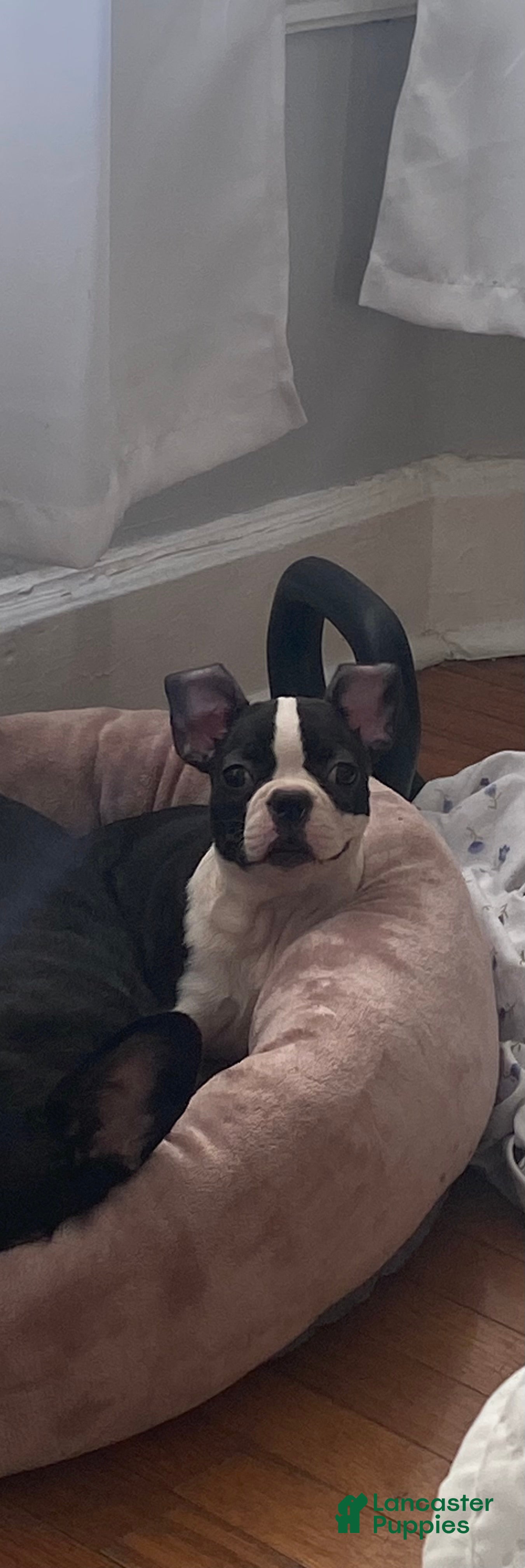 Frenchton dogs Liona  - Ad 34