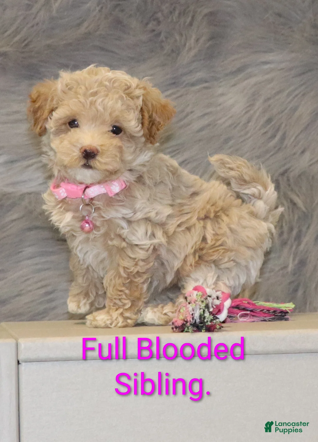 Havapoo dogs for sale: Zandra 🌷 - Ad 1