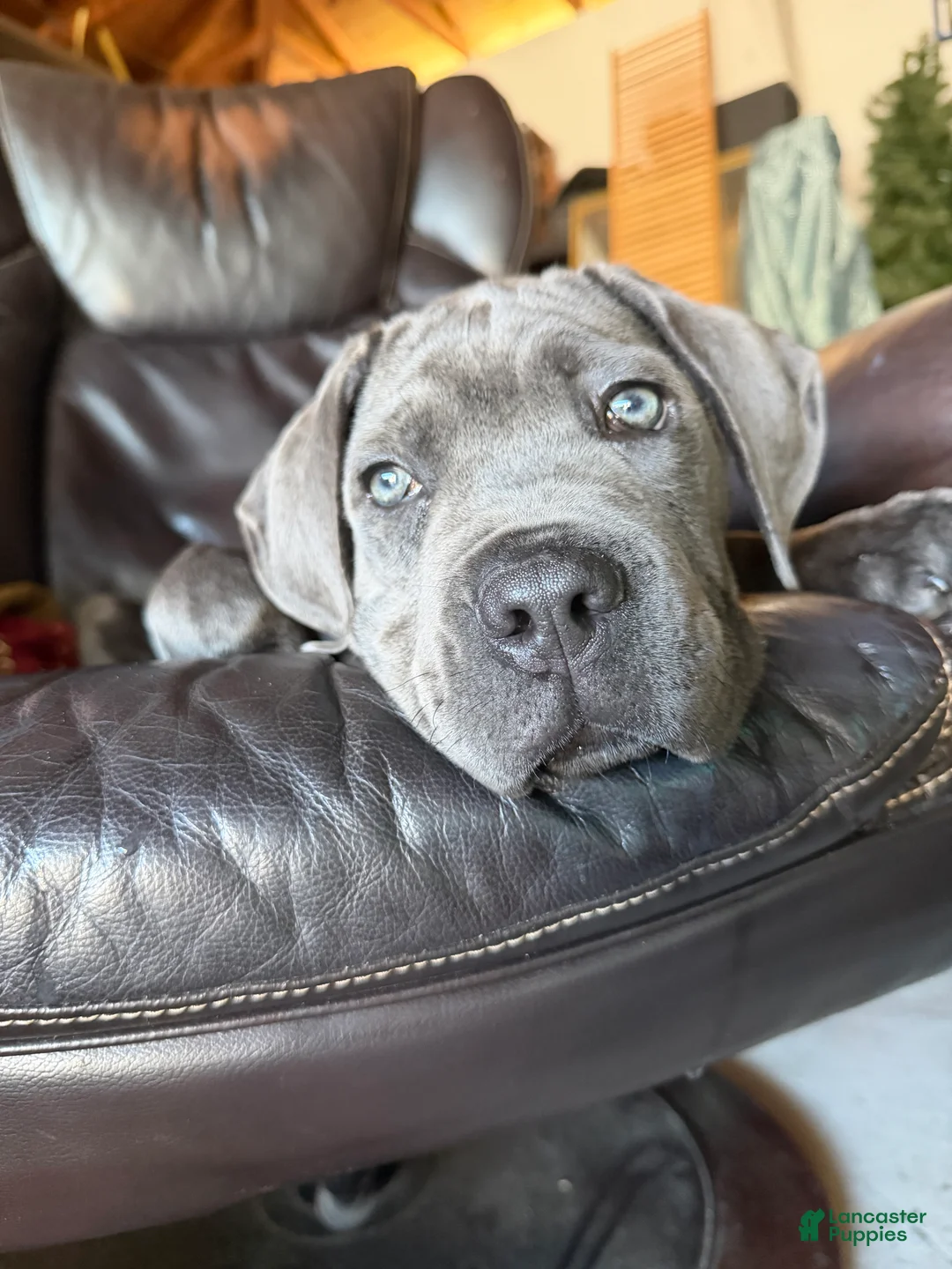Cane Corso dogs for sale: Cane Corso Puppy 1 - Ad 5