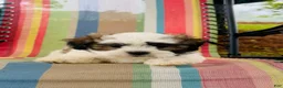 Malshi dogs for sale: Boy_1 - Ad 3