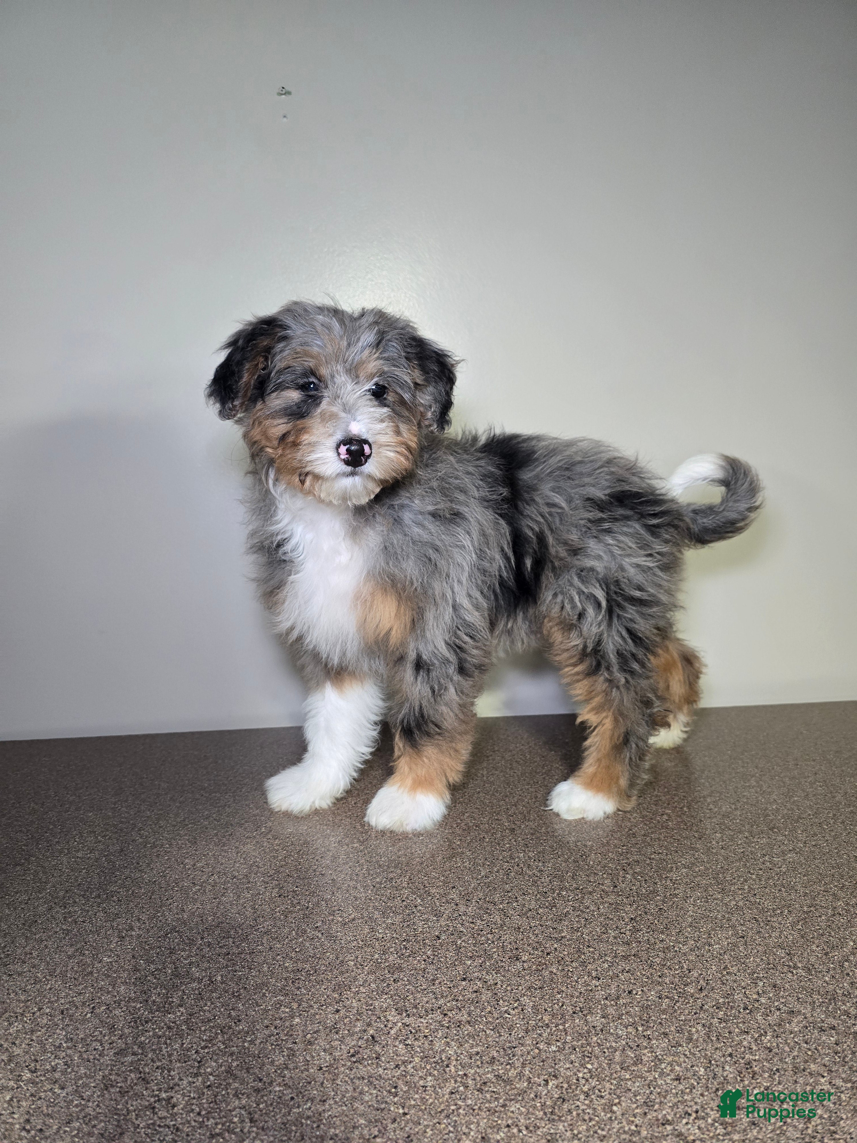 Aussiedoodle dogs Lettie - Ad 1