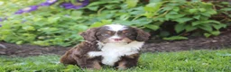 Cavapoo dogs for sale: Buddy - Ad 3