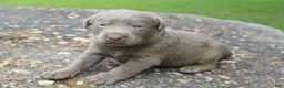 Labrador Retriever dogs for sale: Asher - Ad 4