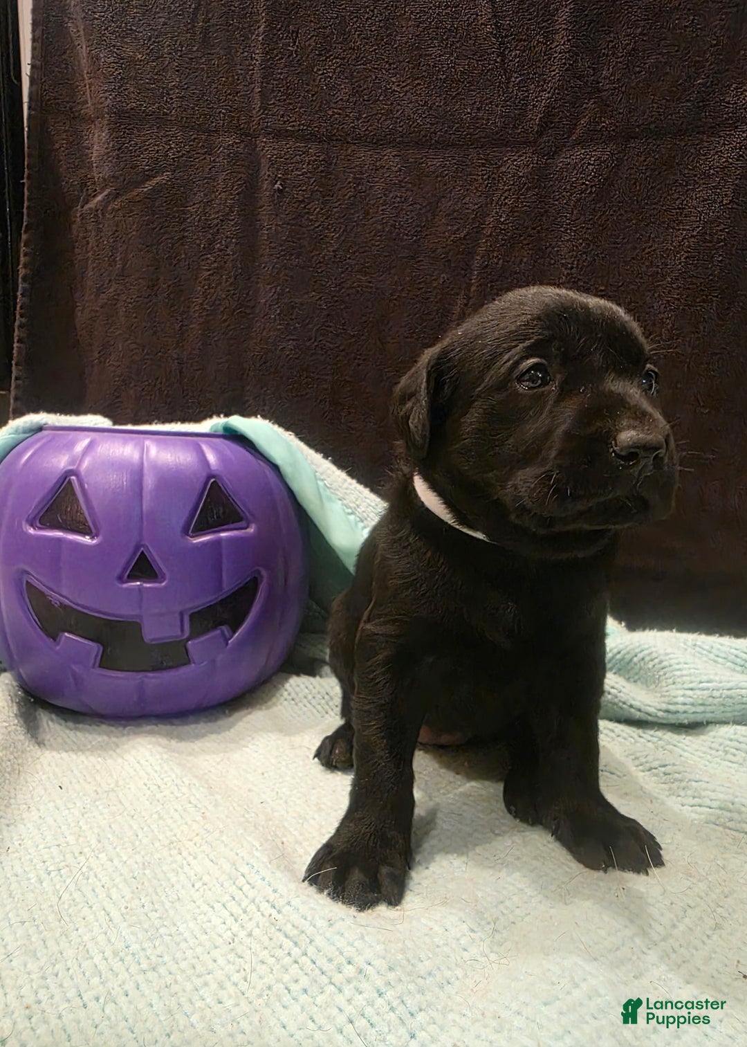 Labrador Retriever dogs for sale: Tillie - Ad 5