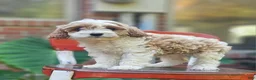 Cavapoo dogs for sale: Bailey - Ad 4