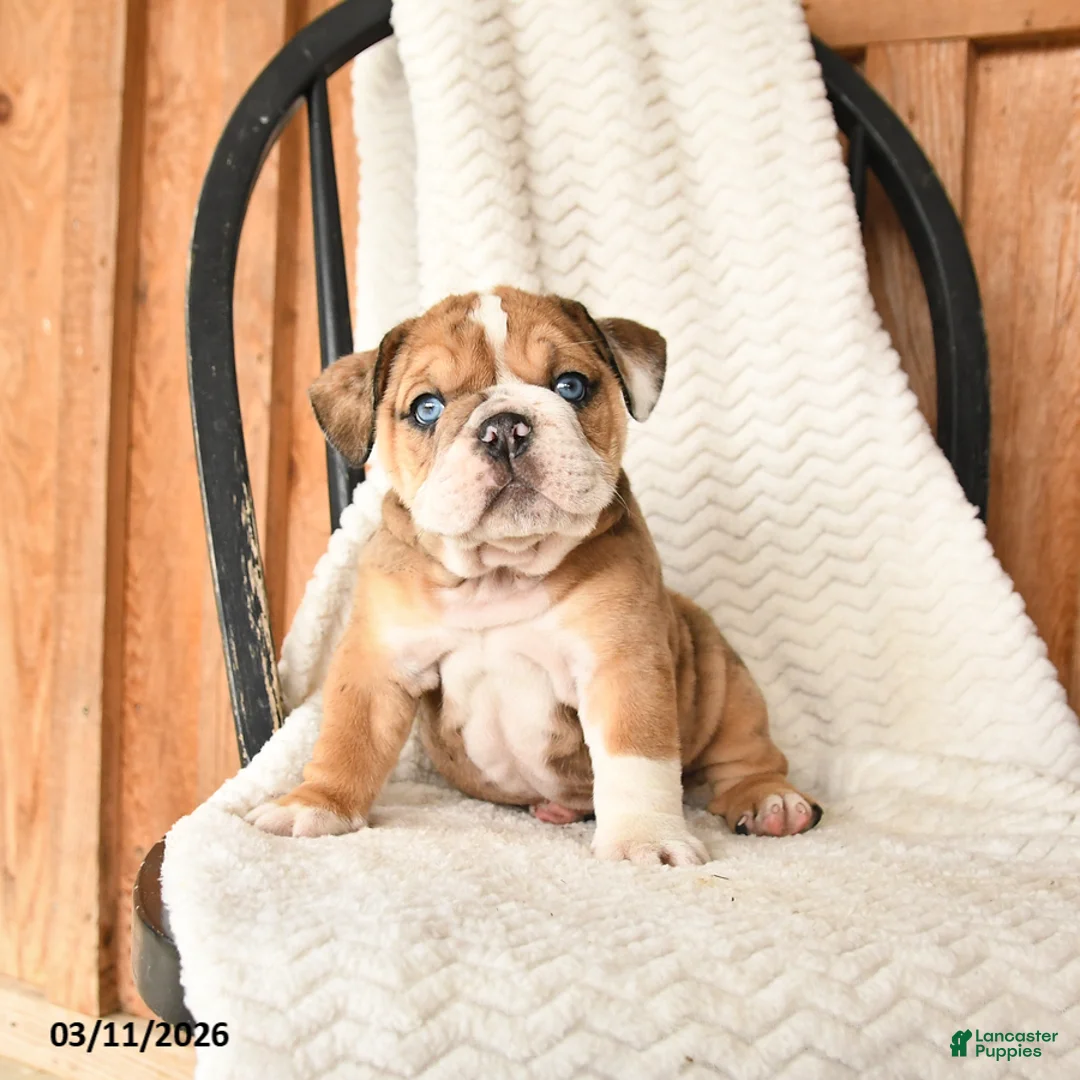 English Bulldog dogs for sale: Misty - Ad 5