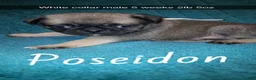 Pug dogs for sale: Poseidon  - Ad 2
