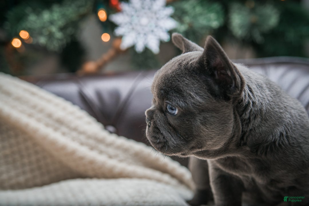 French Bulldog dogs for sale: Hazel - Ad 5