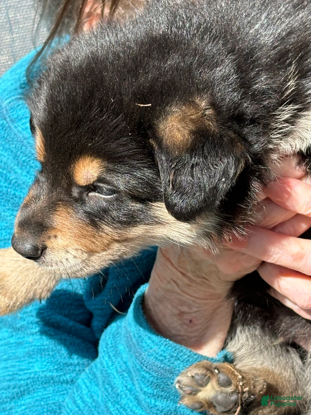 Mixed Breed dogs for sale: Mixed Breed Puppy 6 - Ad 1