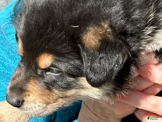 Mixed Breed dogs Mixed Breed Puppy 6 - Ad 11