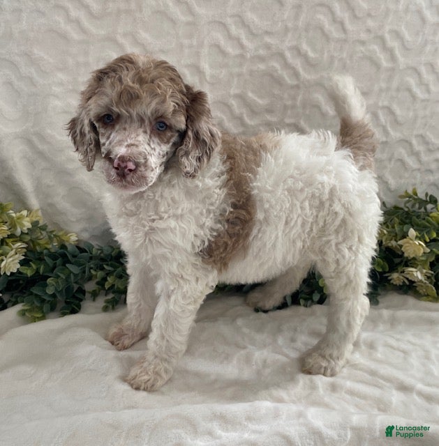 Standard Poodle dogs Kimber- genetic clear - Ad 32